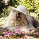 DOGSOL