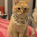 MINIMISHI