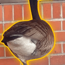 Gooseman