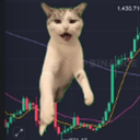 闪迪猫