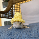 GECKOWIF