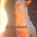 IGNORE