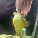 Jabba
