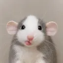 Dumbo