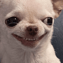 TOADDOG