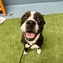 Staffy