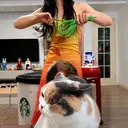 CatDance