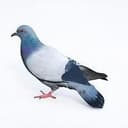 Pigeon