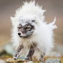 ArcticFox
