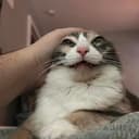 $CAT