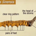 CORDYCEPS⁠