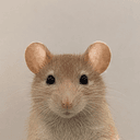 RAT