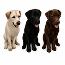 DOGSTAGES