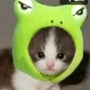 toadcat
