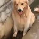 WDOG