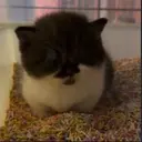 siti