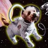 astrodog