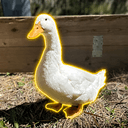 Donald D.
