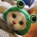 FrogCat