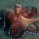 Eloctopus