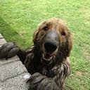 Muddog