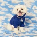 CashDog