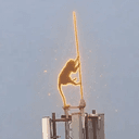 Monkey