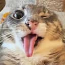 $CAT