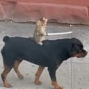 catana