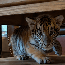 Mowgli