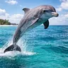 DOLPHİN