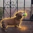 Pippin