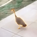 GOOSE