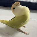小太阳