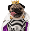 Pug