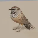 BIRB