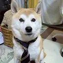 salary dog