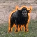 BULLTHY