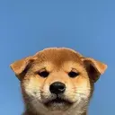 INU