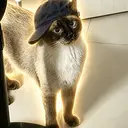 FRIGOBERTO