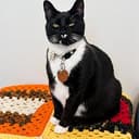Bramatcat