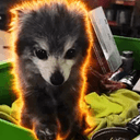 Pepper