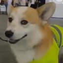 阿尔奇
