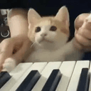 pianokitten