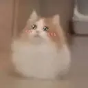 neko