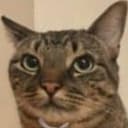 NEETCAT