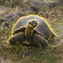 Tortoise