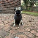 CEODOG