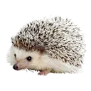 CARL
