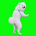 Samoyed